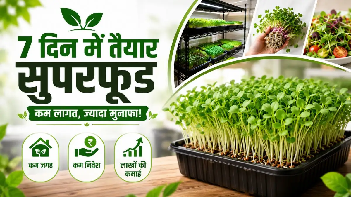 7 Din Me Tyar Ho Jata Hai Ye Super Food: कम जगह और नाममात्र निवेश में शुरू करें माइक्रोग्रीन्स की खेती, हर महीने होगी लाखों की कमाई!
