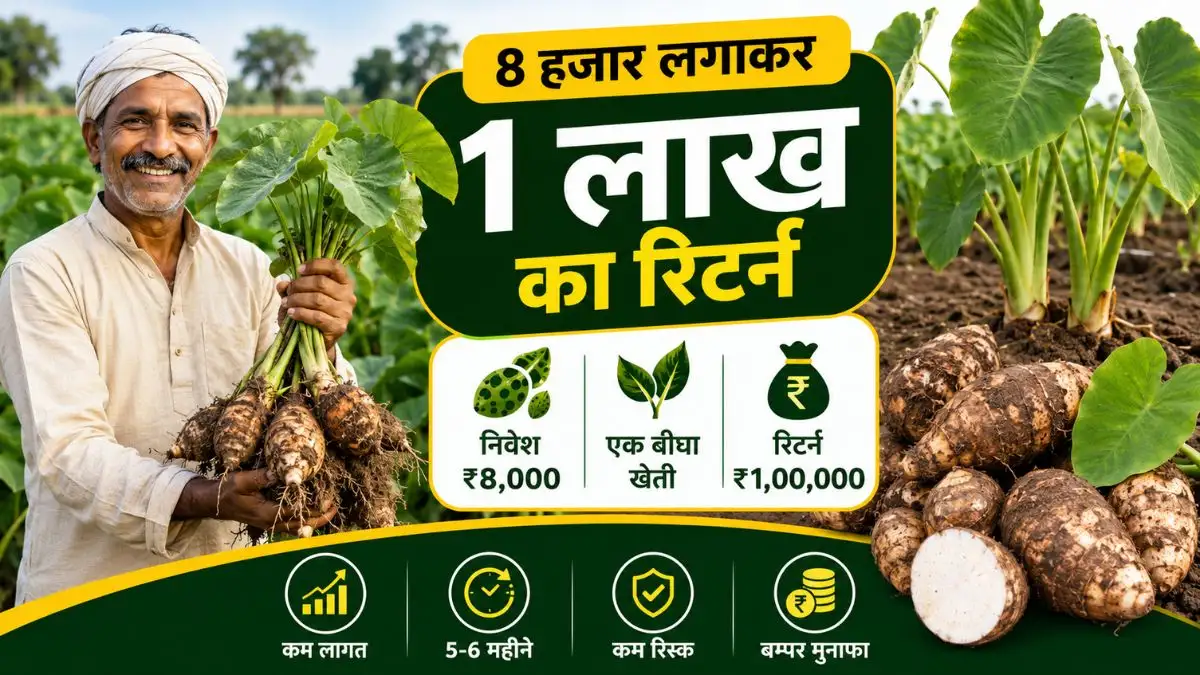 8 हजार लगाकर 1 लाख का रिटर्न: उत्तर प्रदेश के बाराबंकी जिले के किसानों ने ये साबित किया की अरबी की खेती में ₹8,000 जैसा छोटा-सा निवेश लगा के मिल सकता है 1 लाख तक का रिटर्न