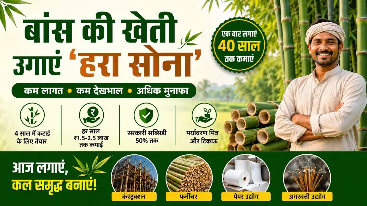 बंबू फार्मिंग (Bamboo Farming): ‘हरा सोना’ उगाकर बनें लखपति, एक बार की मेहनत और 40 साल तक लगातार कमाई
