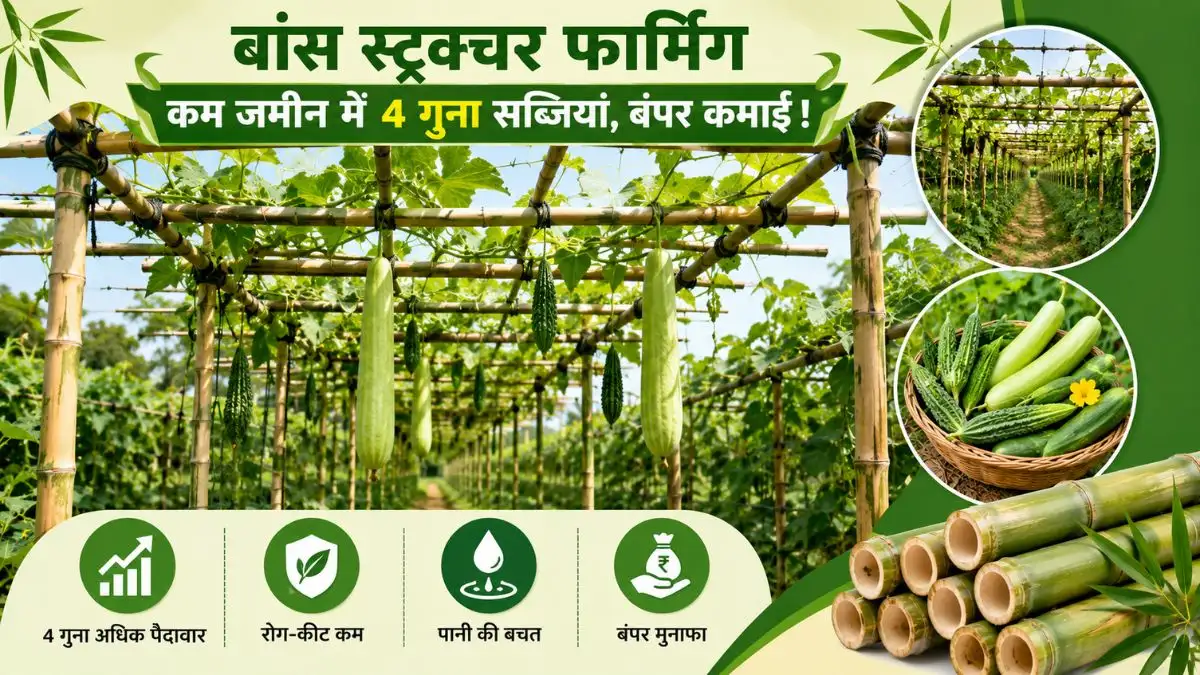 Bamboo Structure Farming: बांस का स्ट्रक्चर बनाकर उगा सकते हैं 4 गुना सब्जियां, कम जमीन में बंपर कमाई कराएगा यह अनोखा तरीका