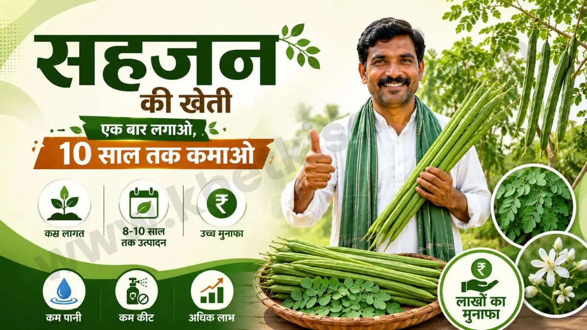Drumstick Farming Success: एक बार लगाओ, 10 साल तक कमाओ; जानें लाखों के मुनाफे का गणित