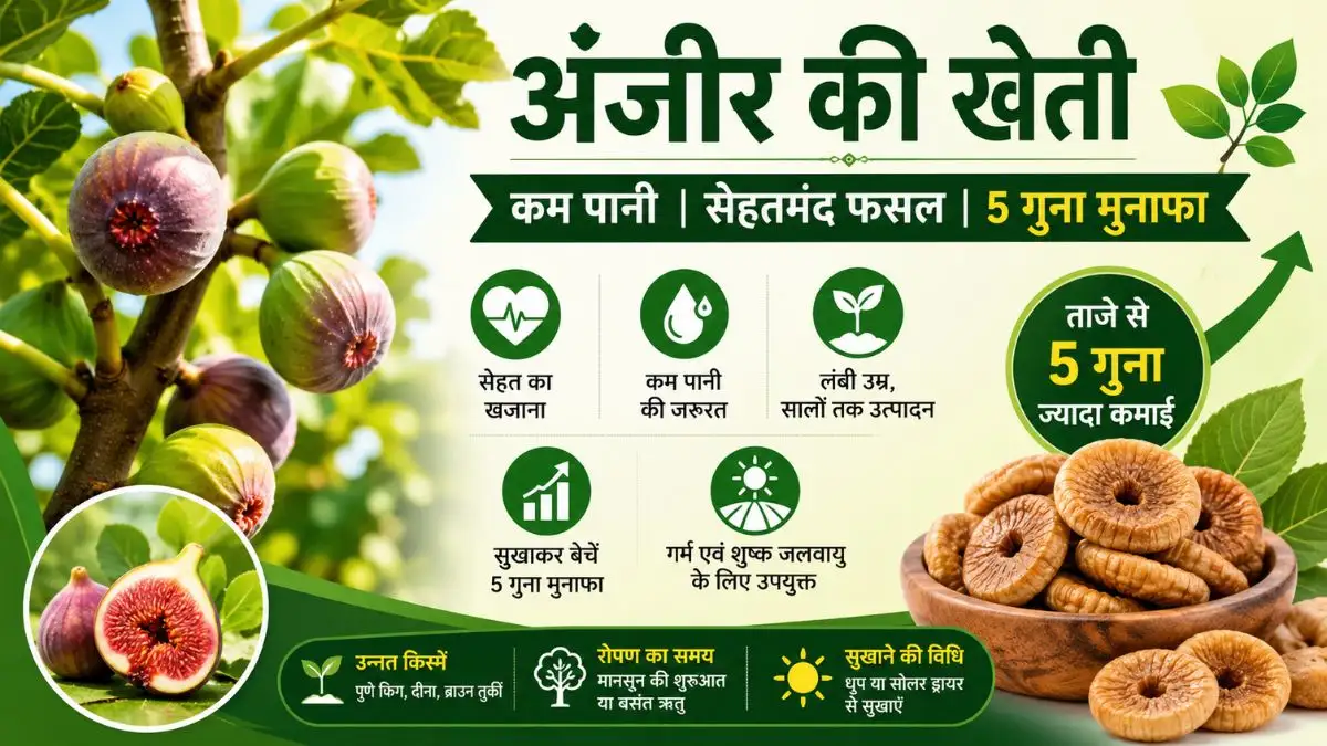 अंजीर की खेती (Fig Farming): कम पानी में तैयार होने वाली सेहतमंद फसल, सुखाकर बेचने पर मिलेगा 5 गुना मुनाफा