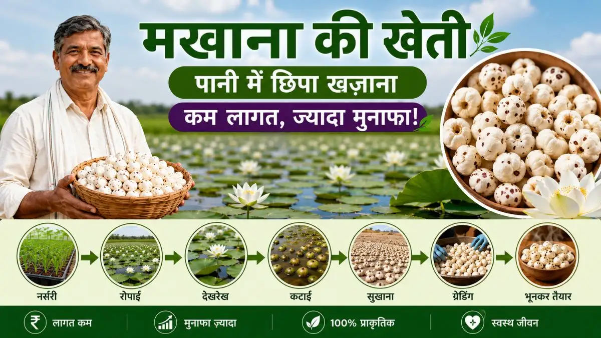 मखाना की खेती (Fox Nut Farming): पानी में छिपे खजाने से कमाएं मोटा मुनाफा, जानें बुआई से लेकर प्रोसेसिंग तक का पूरा तरीका