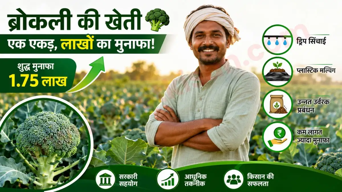 How to do Broccoli Farming: ब्रोकली की खेती से चमकी ग्वालियर के किसान की किस्मत: एक एकड़ से कमाया 1.75 लाख का मुनाफा