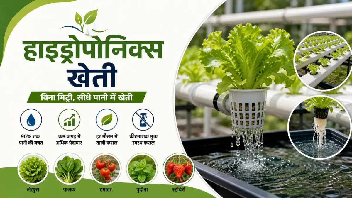 Hydroponic Farming: बिना मिट्टी के पानी में सब्जियां उगाने की जादुई तकनीक—पूरी जानकारी!