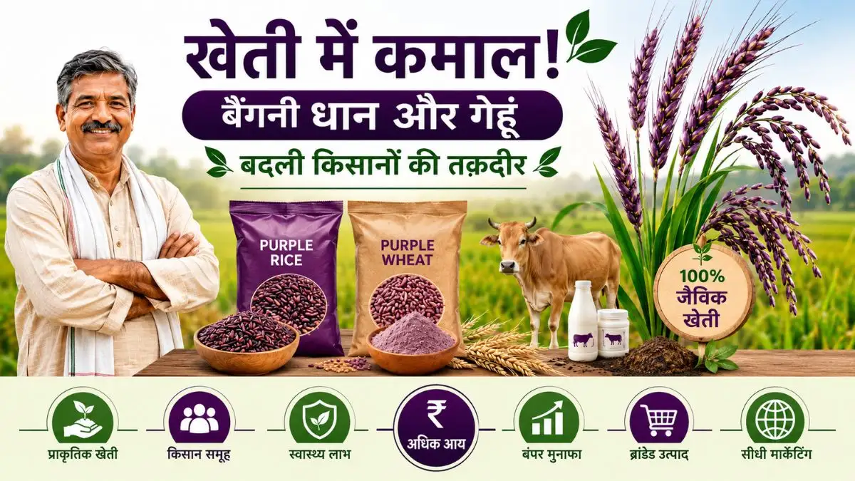 Kheti Me Kamaal: बैंगनी धान और गेहूं की खेती से किसानों की बदली तक़दीर, प्रति हेक्टेयर हो रही ₹1,60,000 तक की बम्पर आय!