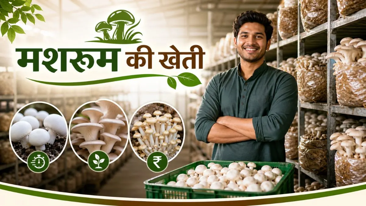 Aaiye Dekhte Hai Aisi kheti jo apko de sakti hai Lakho ka Munafa: कम जगह में भी कर सकते है लाखों का बिजनेस 
