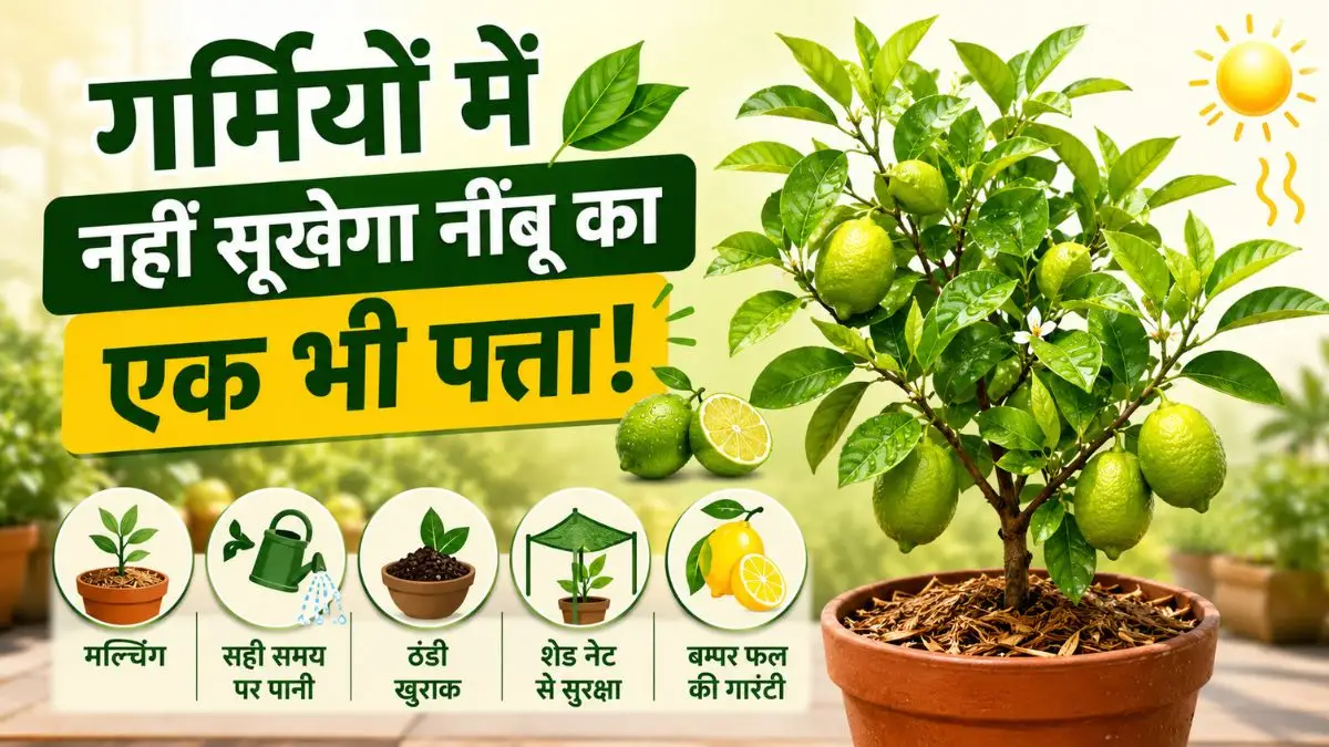 गर्मियों में नहीं सूखेगा नींबू का एक भी पत्ता: इस स्मार्ट ट्रिक से पौधा रहेगा एकदम हरा-भरा, सीजन में आएंगे बड़े साइज के बम्पर फल