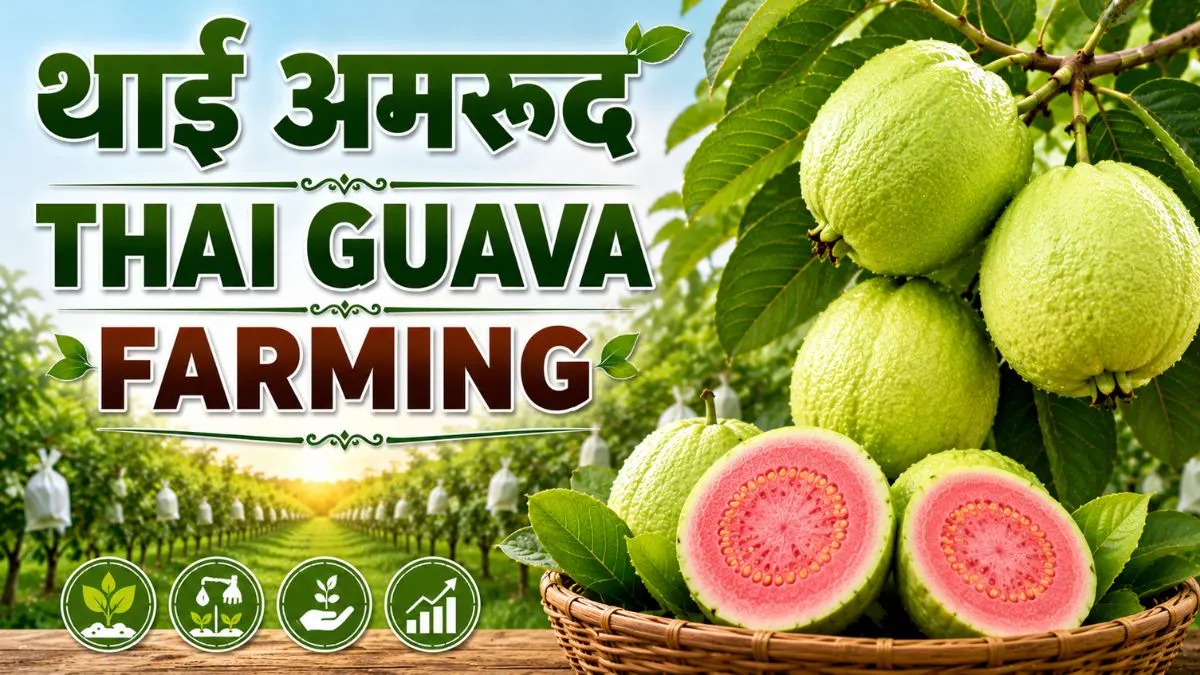 थाई अमरूद (Thai Guava): साल में दो बार फल देने वाली उन्नत किस्म, बड़े आकार के फलों से बाजार में मचेगी धूम