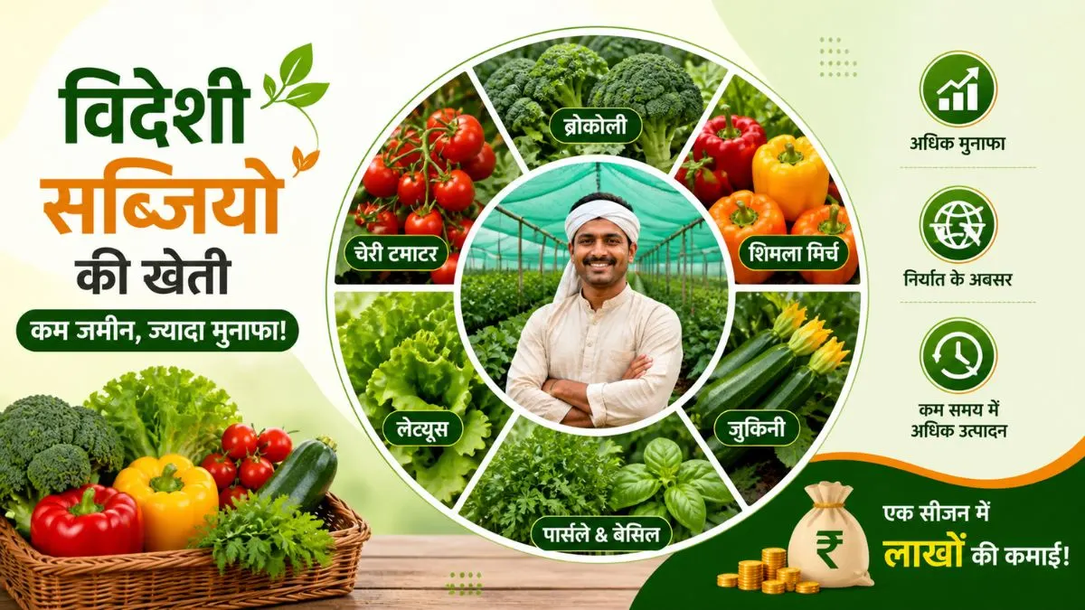 Videshi Sabjiyo ki Kheti: भारत में उगाएं ये खास फसलें और विदेशी बाजारों से कमाएं मोटा पैसा