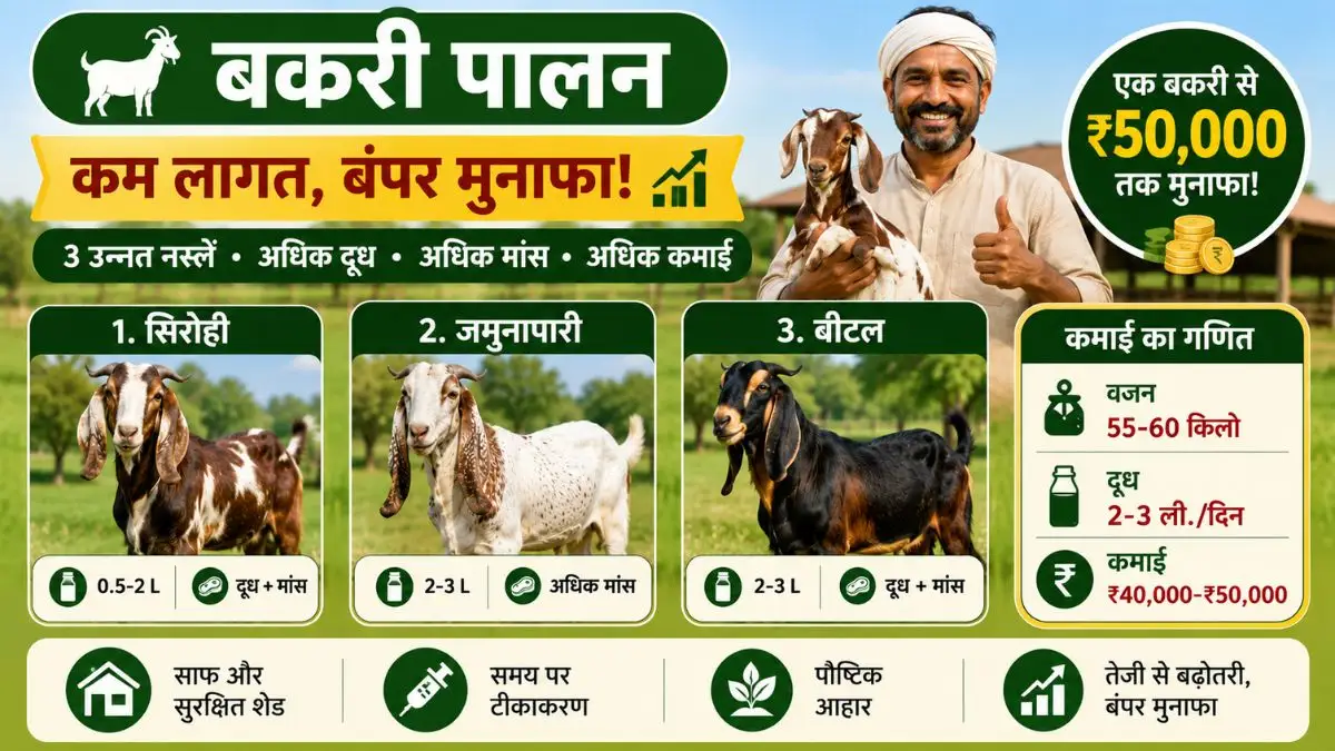 Goat farming business: ये 3 उन्नत नस्लों की बकरी देगी बेहतर मुनाफा, एक बकरी देगी ₹50,000 तक का लाभ, जानें कमाई का पूरा गणित