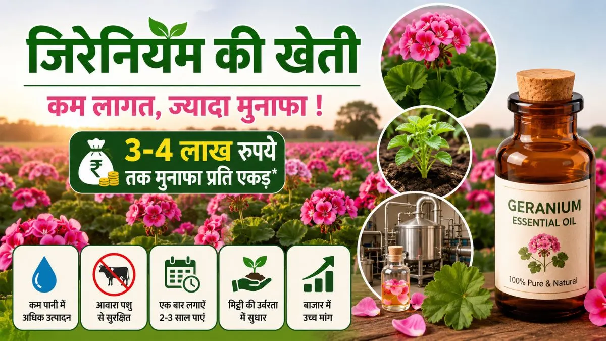 Profit from Geranium Cultivation: गेहूं-धान छोड़ें! इस खुशबूदार फसल से होगी ‘सोने’ जैसी कमाई, आइए देखते है की यह फसल कौन- सी है,जानें खेती का पूरा गणित
